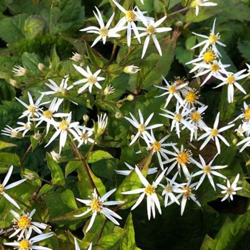 Aster à feuilles en cœur Silver Spray Aster cordifolius silver spray