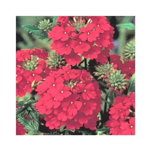Verbena Peruviana rouge - Le pot de 9 cm