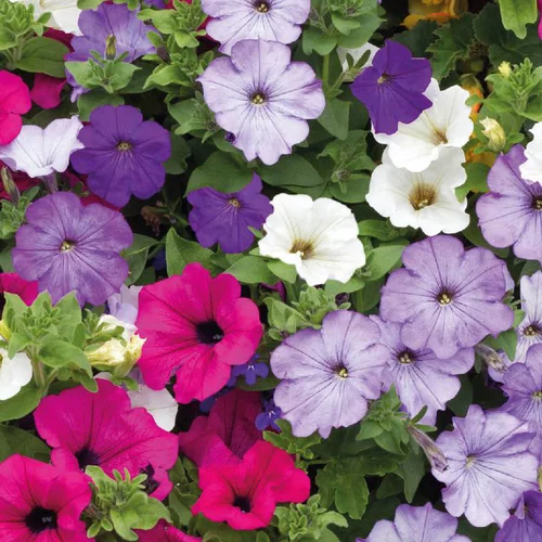 Petunia retombant - La barquette de 4 plants