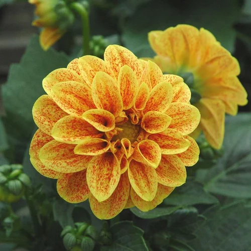 Dahlia - Le pot de 3 litres