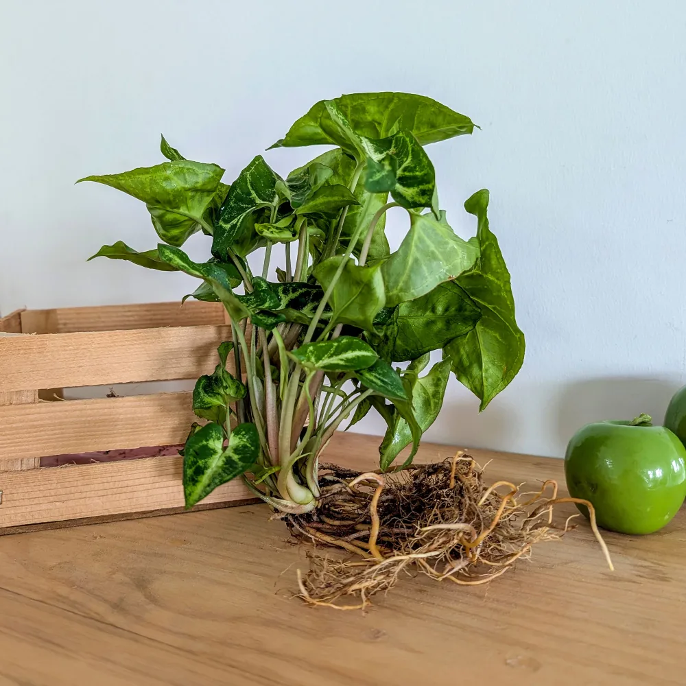 Syngonium Syngonium