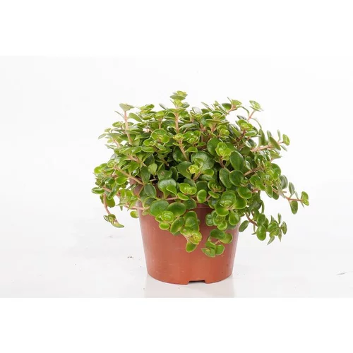 Sedum Tornado - Pot de Ø12 cm