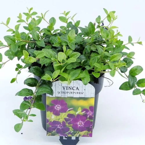 Vinca minor atropurpurea