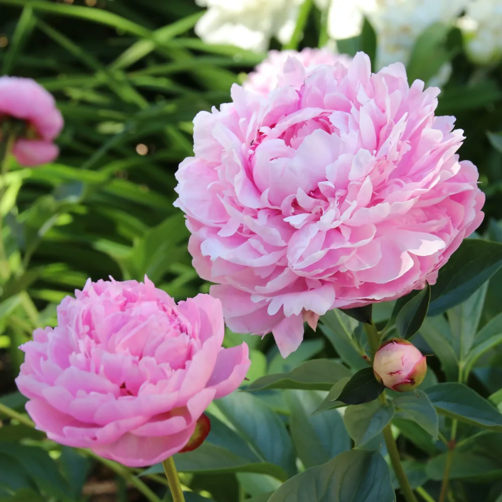 Pivoine Sarah Bernhardt Paeonia x lactiflora Sarah Bernhardt