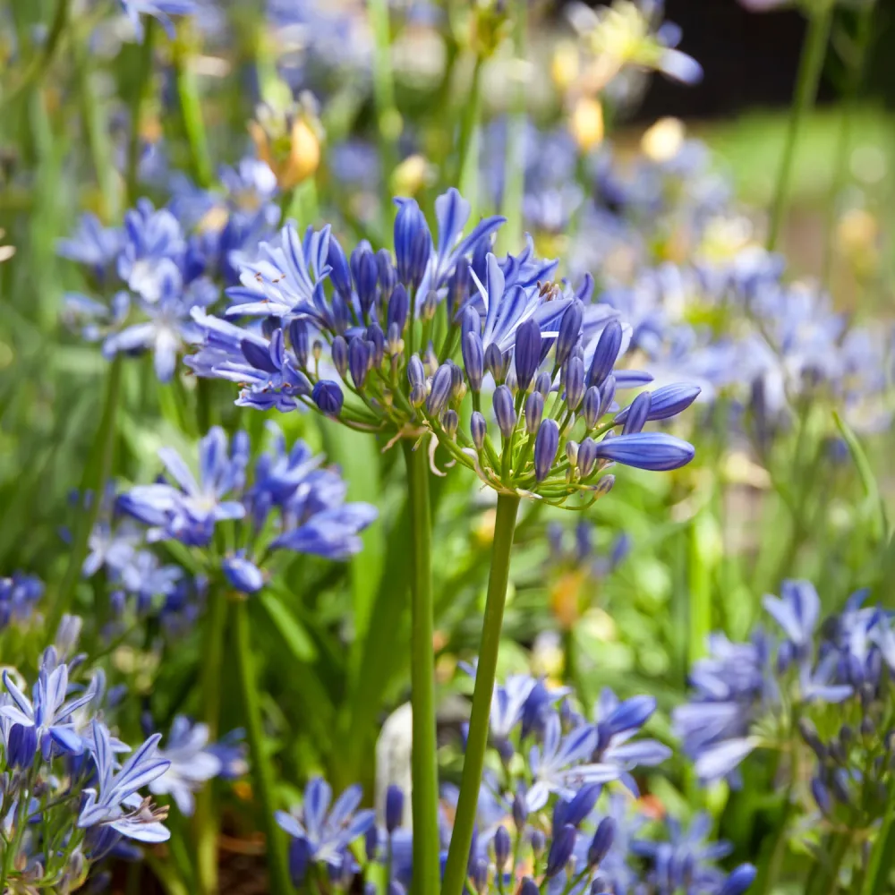 Agapanthe Charlotte Agapanthus Charlotte