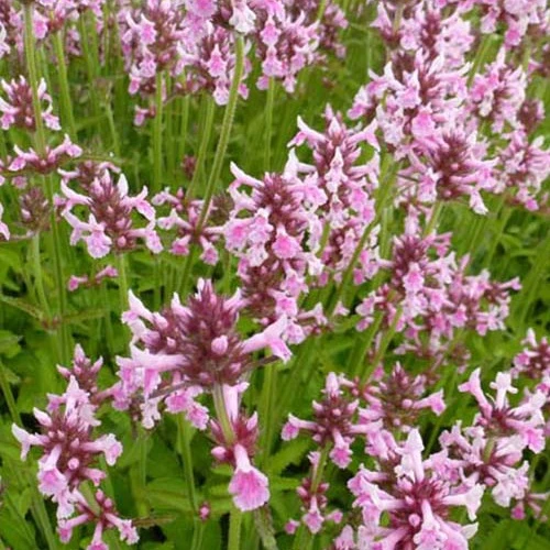 Bétoine officinale Épiaire Pink Cotton Candy Stachys officinalis pink cotton candy