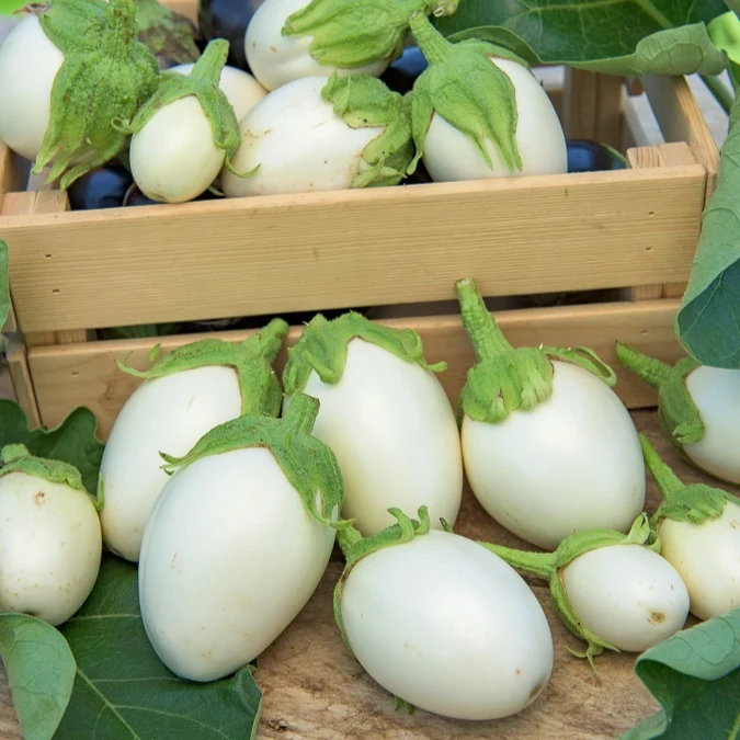 Aubergine Blanche ronde à oeufs Solanum melongena blanche ronde à oeufs