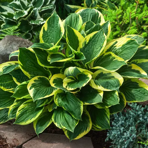 Hosta Twilight vert botanic®. Le pot de 2 litres