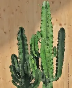 Euphorbia Erythrea botanic®. Le pot en terre cuite de Ø 27 x H 80 cm