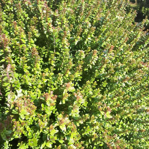 Chèvrefeuille (Lonicera Nitida) Scoop Ø 20 cm. Le pot de 64 litres