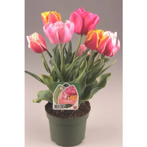 Tulipe Arlequin - Le pot de 3 litres
