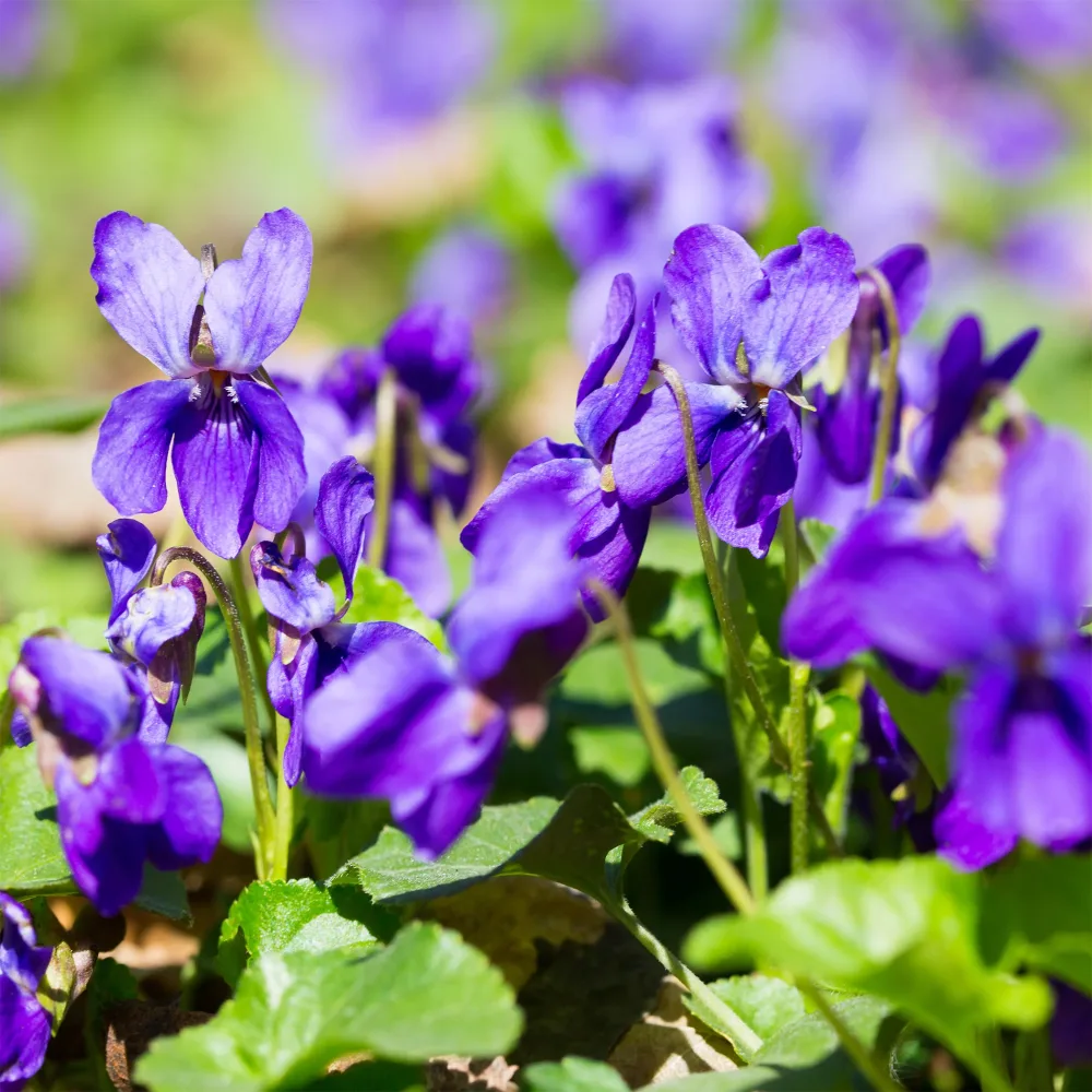 Violette odorante Königin Charlotte Viola odorata königin charlotte