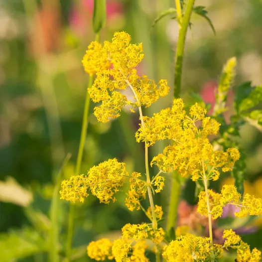 Caille-lait ou gaillet jaune biologique et reproductible