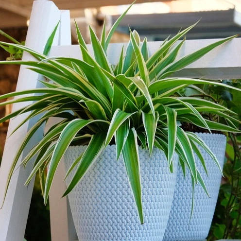 Phalangère Ocean Chlorophytum comosum Ocean
