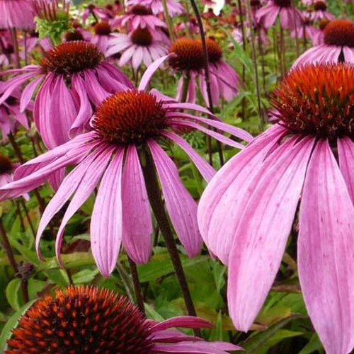 Echinacée pourpre Leuchtstern Echinacea purpurea leuchtstern