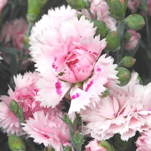 Œillet vivace - La jardinière de 40 cm