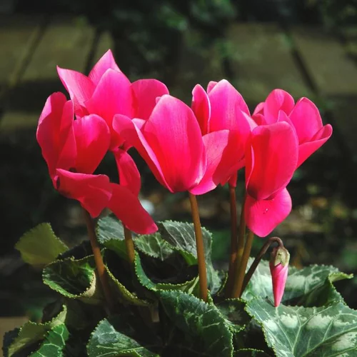 Cyclamen - Le pot de 15 cm