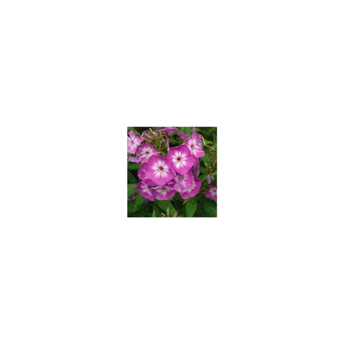 Phlox Paniculata - Le pot de 10,5 cm