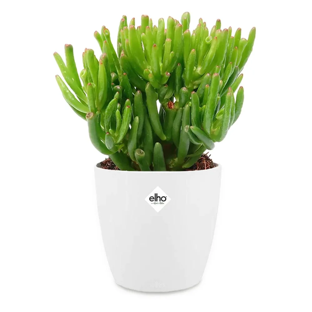 Crassula hobbit et son cache-pot blanc ELHO Crassula ovata hobbit