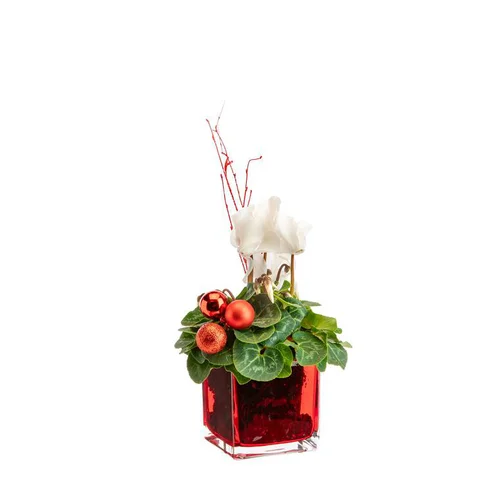 Mini cyclamen en verre rie rouge