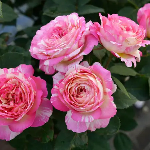 Rosier Marc Chagall® Delstrirojacre