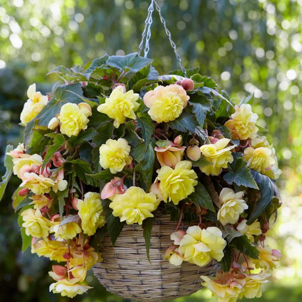 5 Bégonias parfumées Sunny Dream Begonia odorata sunny dream