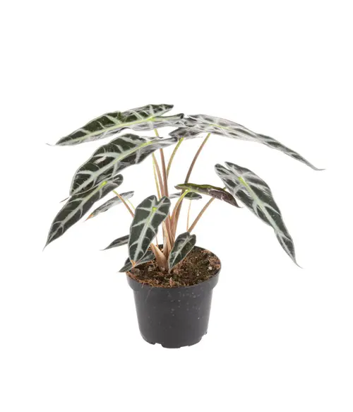 Alocasia Bambino Arrow vert. Le pot Ø 14 cm