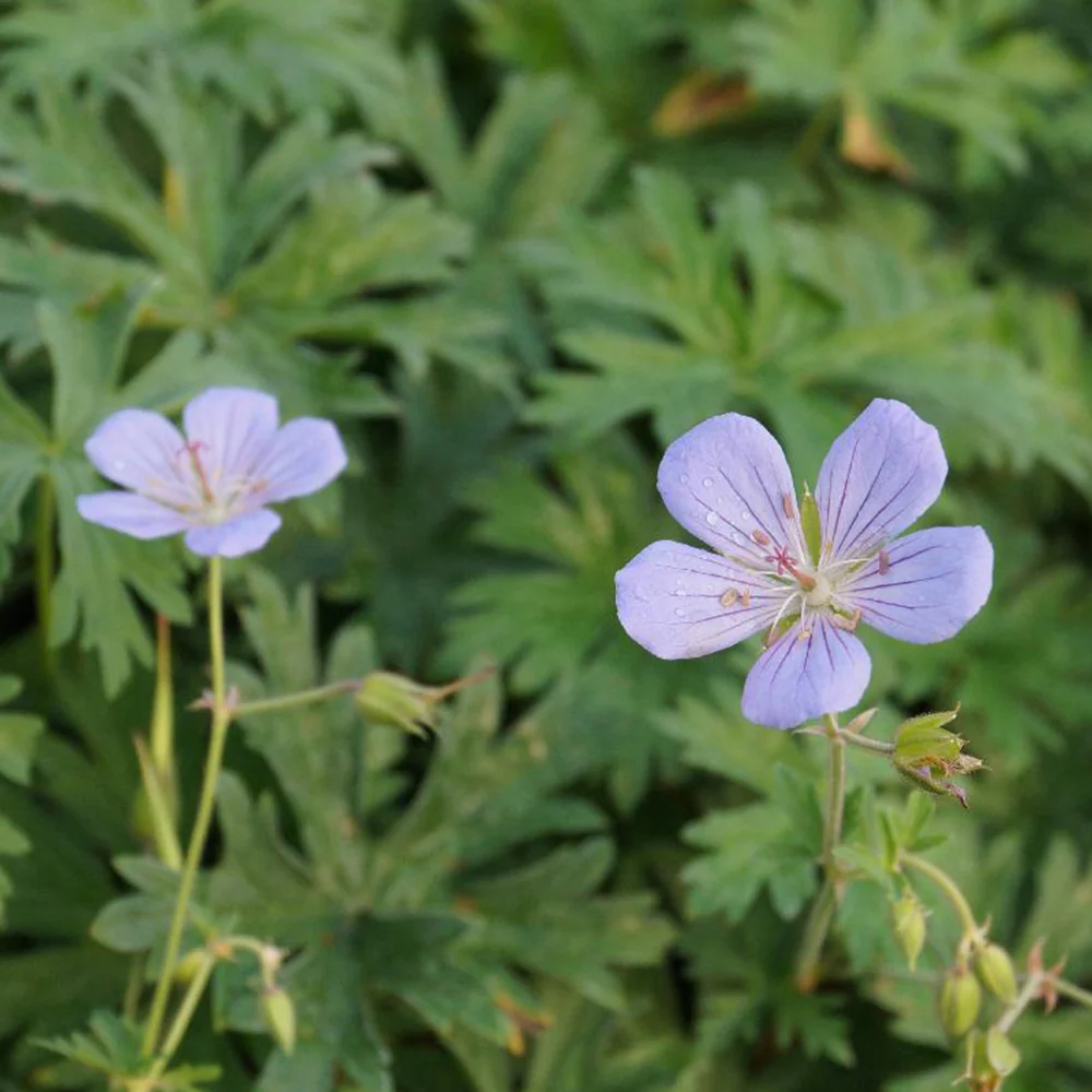 Géranium vivace Blue Cloud Geranium blue cloud