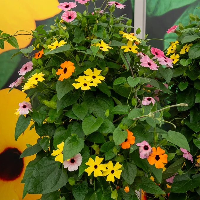 3 Suzannes aux yeux noirs en mélange Thunbergia alata sunny susy®