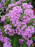 Lantana - La jardinière de 40 cm