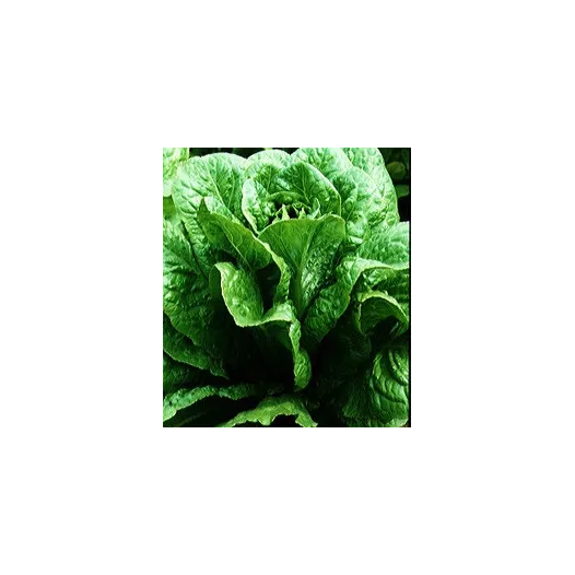Graines bio de Laitue romaine Verte Maraîchère