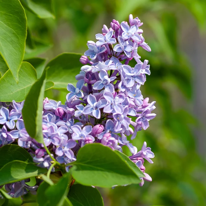 Lilas Président Grévy Syringa vulgaris Président Grévy