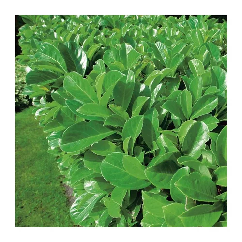 Laurier cerise - pot 5 L