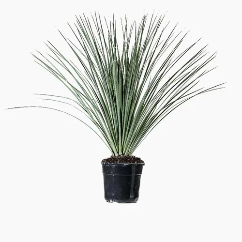 Dasylirion Serratifolium vert. Le pot de 5 litres