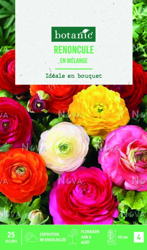 Bulbes de fleurs Renoncule asiatique en mélange botanic® – 25 bulbes