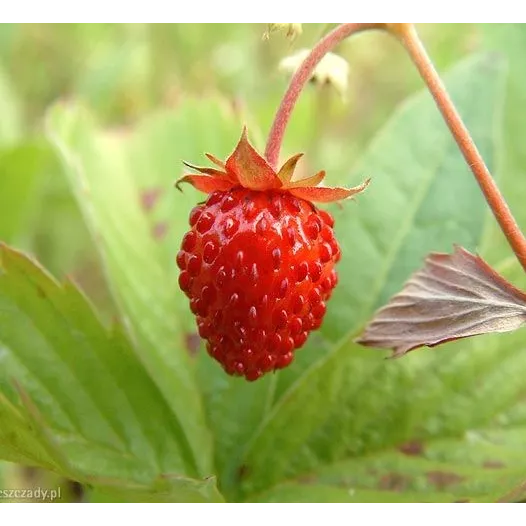 Semences bio de Fraisier des 4 Saisons "Reine des Vallées"