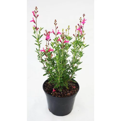 Sauge Salvia x greggi Flamenco Rose - Le pot de 5 litres
