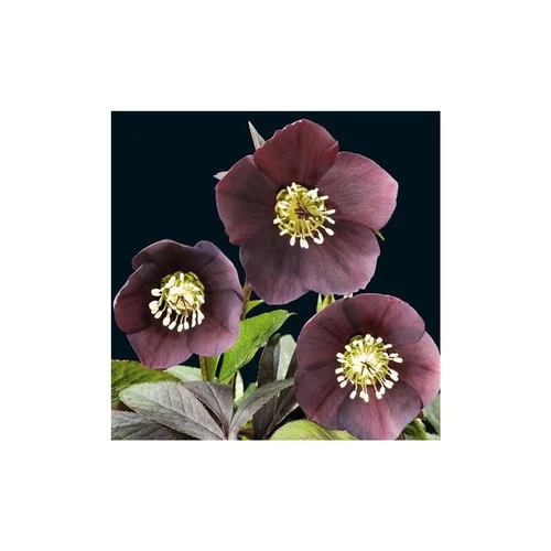 Helleborus Orientalis noire - Le pot de 1 litre