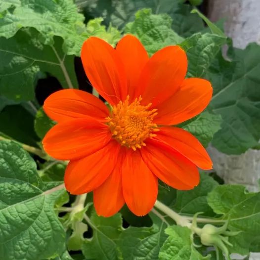 Tithonia | Fleurs