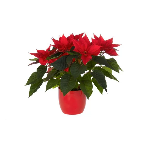Poinsettia avec cache-pot - Ø 14 cm
