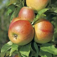 Pommier Belle De Boskoop. En racine nue, forme palmette U double