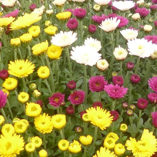 Chrysanthème multifleurs - Le pot de 10 litres