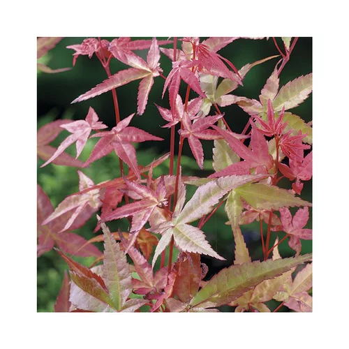 Erable du Japon (ACER PALMATUM DESHOJO ) Le pot de 30 litres