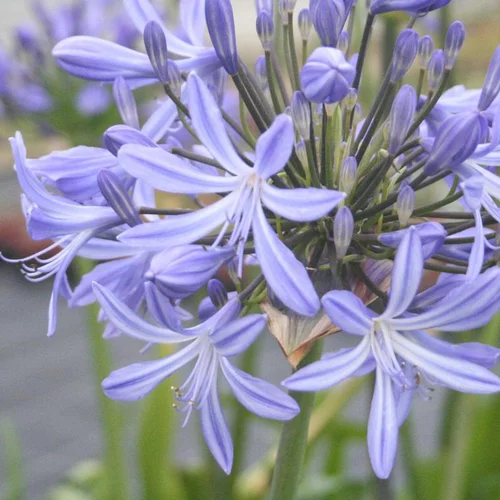 Agapanthe (tubéreuse) à fleurs bleues - Le pot décoratif de 4 litres