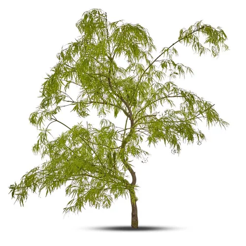Erable du Japon (ACER PALMATUM DISSECTUM VIRIDIS ) Le pot de 15 litres