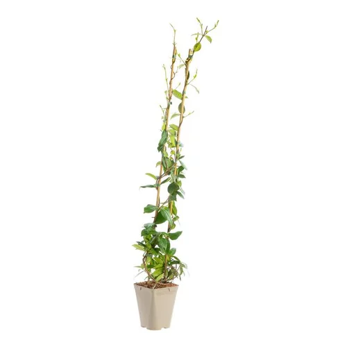 Jasmin étoiléSPERMUM ASIATICUM. Le pot de 3 litres