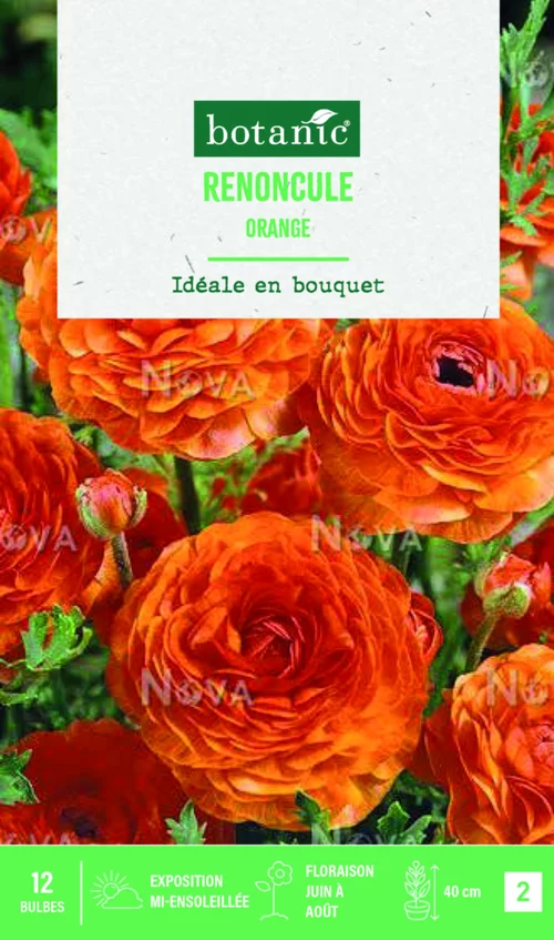 Bulbes de fleurs Renoncule asiatique orange botanic® – 12 bulbes