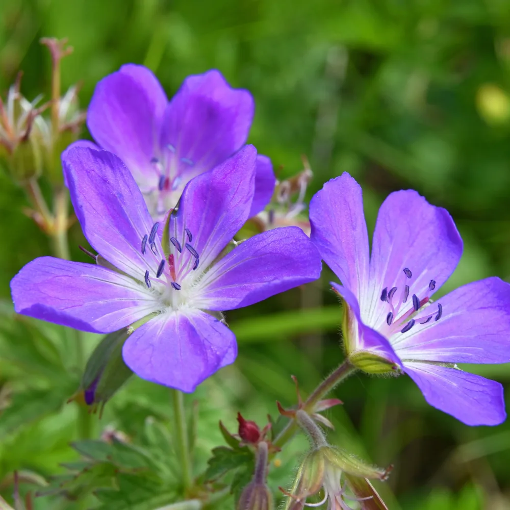 Géranium vivace des près Geranium pratense
