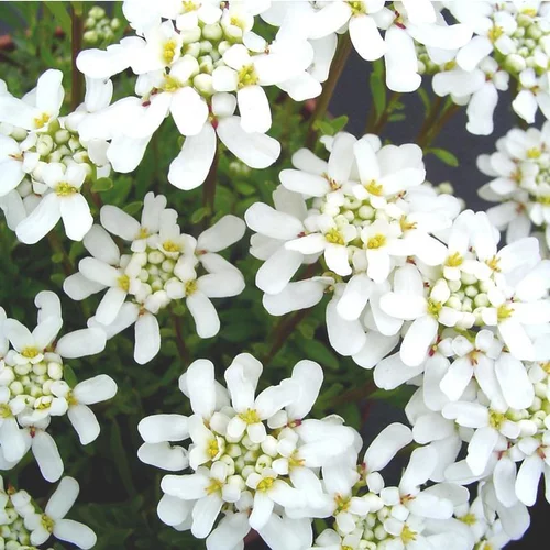 Ibéris ou Corbeille d'argent à fleurs blanches - Le pot de 0,7 litre