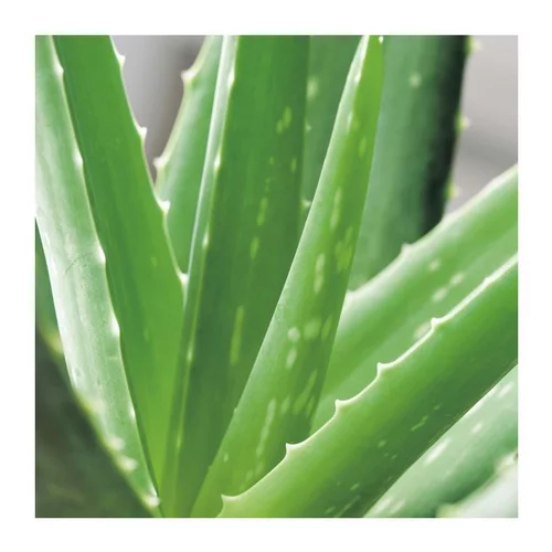 Aloe vera en pot H 60 x Ø 21 cm